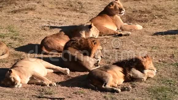 在狮子大酒店的非洲草原狮对偶视频的预览图