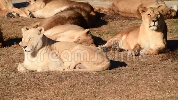 非洲草原上睡在夕阳下的狮子视频的预览图