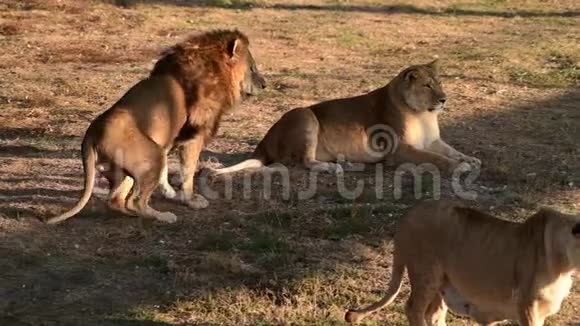 猎狮非洲草原的情侣视频的预览图