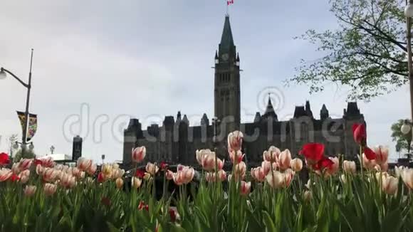 加拿大议会面前盛开的郁金香花视频的预览图