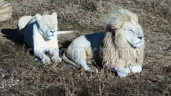 早上在非洲草原的狮子对夫妇在狮子大骄傲视频的预览图