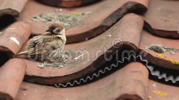一只令人叹为观止的稀有雄树麻雀帕瑟蒙塔努斯在英国一座正在筑巢的建筑物的瓷砖上做准备视频的预览图