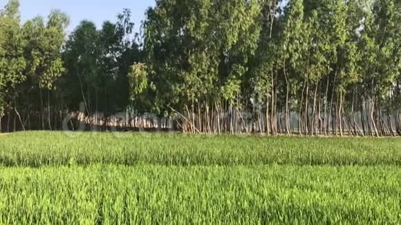 农村稻田和树木的绿景视频的预览图