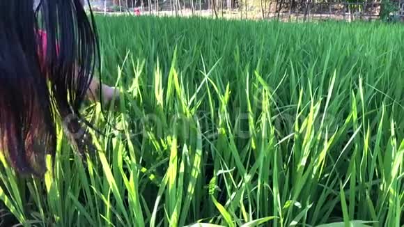小女孩摸着绿色的稻田视频的预览图