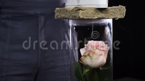 白红色的玫瑰放在一个玻璃瓶里蒸汽冒出一朵玫瑰把水洒在玫瑰上的效果很美视频的预览图