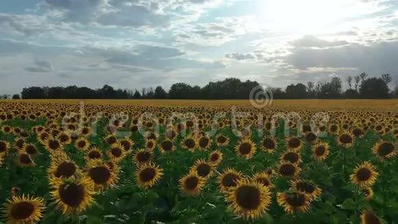 空中观景美丽的农业领域盛开的向日葵花田向日葵逆天特写视频的预览图