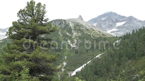 奥地利蒂罗尔州施莱吉斯山谷高山景观中的松树和瀑布视频的预览图