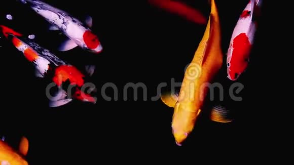 锦鲤鱼美丽的花鲤鱼在池塘里游泳视频的预览图