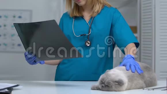 兽医检查猫X线图像关节炎关节炎的诊断和治疗视频的预览图
