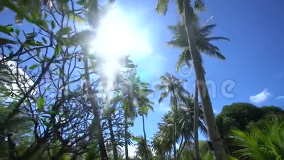 从低角度观看马尔代夫非常高的棕榈树在阳光明媚的一天在树后面使用万向节视频的预览图