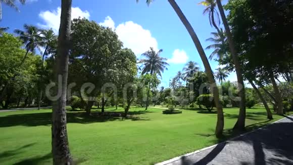 天堂之地从棕榈树后面的万向节到马尔代夫岛的国家公园平滑拍摄4K镜头视频的预览图