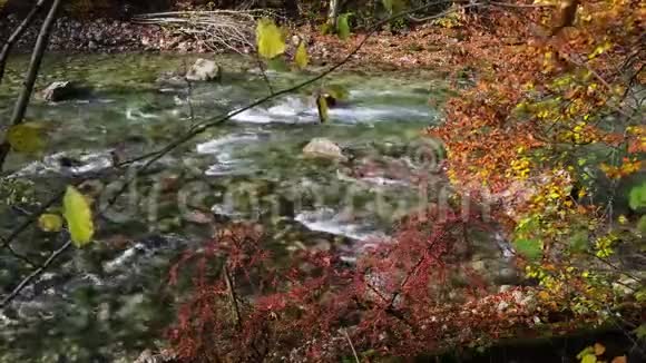 高山快速河附近的秋巴莓灌木和山毛榉树枝视频的预览图