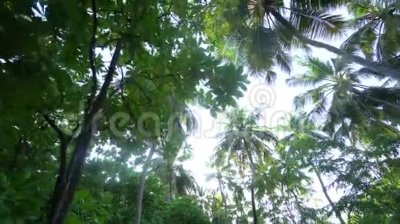 巴哈马群岛4K影片阴天低角度垂直拍摄的手掌视频的预览图