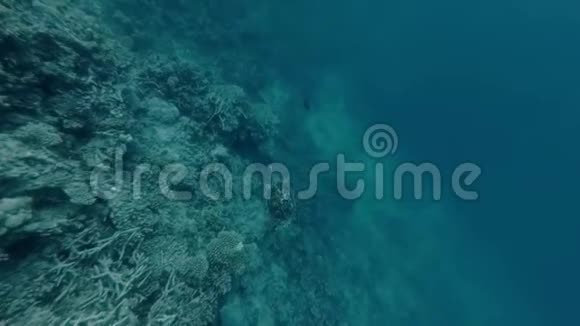 美丽的海龟在马尔代夫印度洋游泳视频的预览图