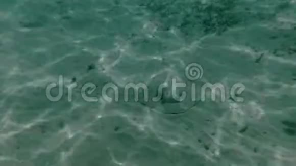 马尔代夫的三角翅目在海底放松视频的预览图