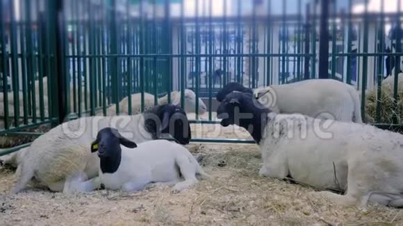一群绵羊在农业动物展览会贸易展览会上吃干草视频的预览图