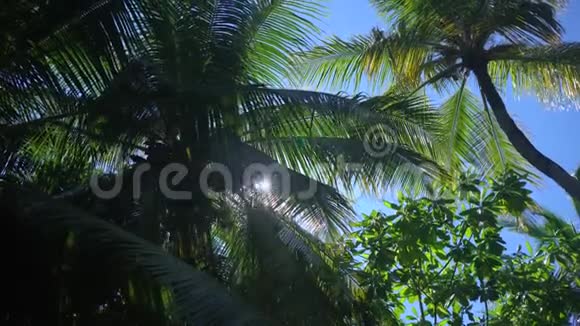 太平洋热带夏威夷岛上的太阳穿透棕榈叶视频的预览图
