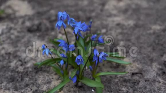 森林中雪滴的特写春天蓝色的花在模糊的背景上视频的预览图