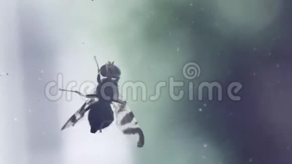 苍蝇爬在窗户的特写上视频的预览图