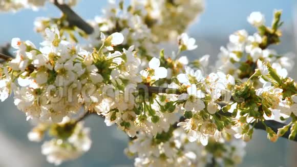 阳光明媚的春天美丽的樱花视频的预览图