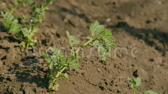 花园里新鲜的新鹰嘴豆农业概念视频的预览图