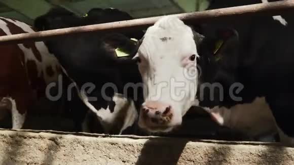 奶牛和许多奶牛在一起视频的预览图