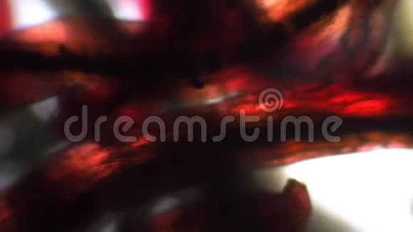 显微镜下观察红虫幼虫的质量视频的预览图