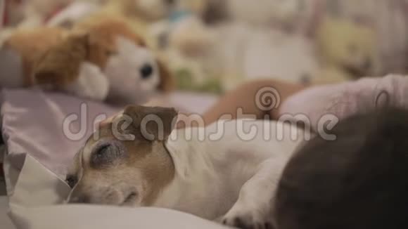 黑发女人躺在床上抚摸着漂亮的狗视频的预览图