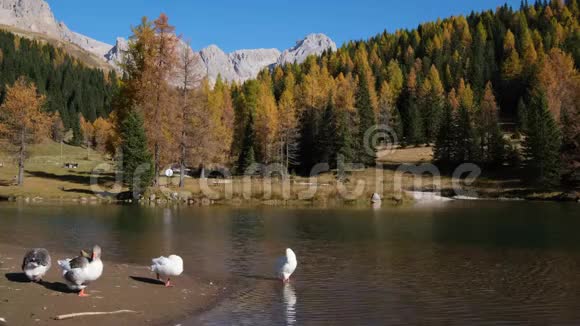 距意大利多洛米茨圣佩列格里诺山口不远的秋天山塘上成群结队群视频的预览图
