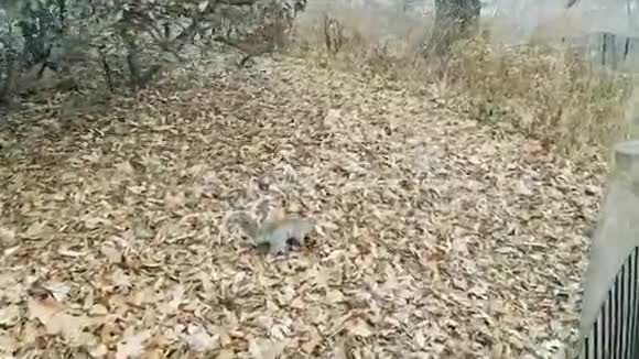 美丽的松鼠正在中央公园的树叶上奔跑视频的预览图