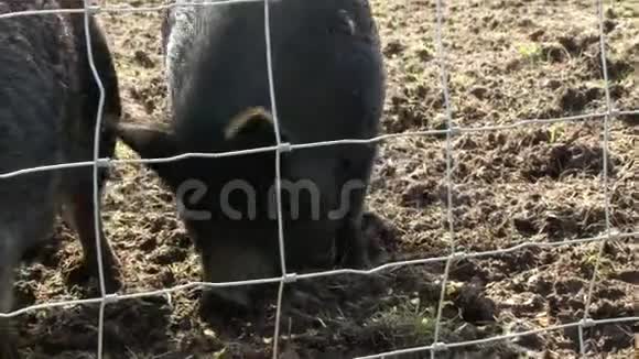 黑猪觅食视频的预览图