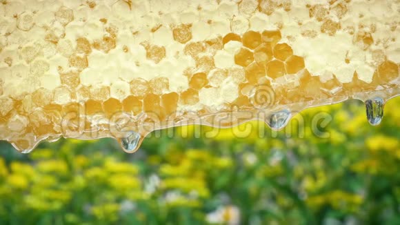背景中的花在外面的蜂窝视频的预览图