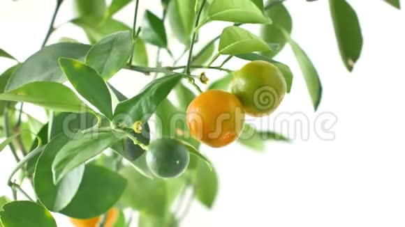金橘树果实和叶子视频的预览图