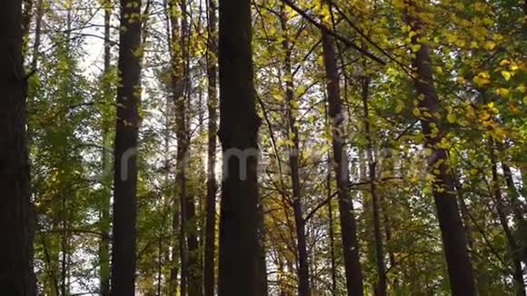 明亮的阳光透过深秋的树林照耀视频的预览图