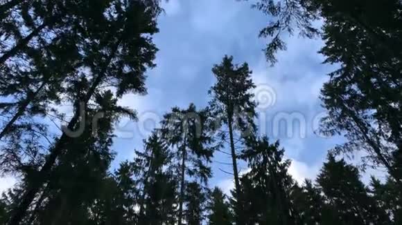 镜头漫步在冬林中高大的杉树之间一看杉树的树冠万向节安定运动视频的预览图