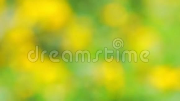 淡绿色草地上有黄色的花视频的预览图