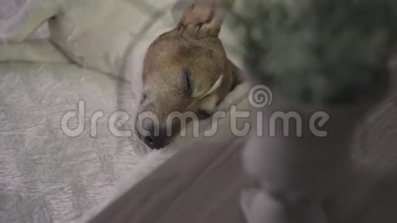 可爱的困狗软毛和有趣的耳朵躺在床上视频的预览图