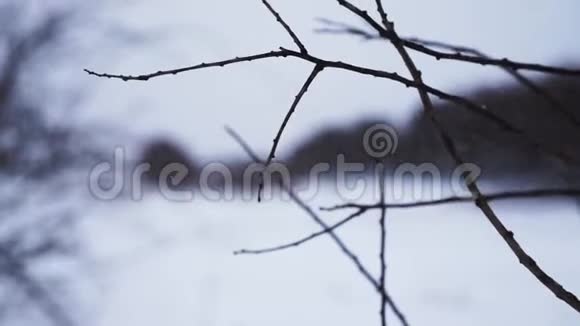 冬天的温柔树枝紧紧地视频的预览图