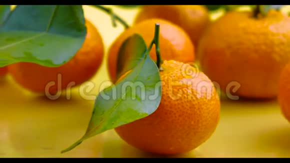 迷你橙色和黄色背景上的叶子视频的预览图