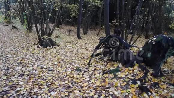一棵黑树倒在瑞典森林里视频的预览图