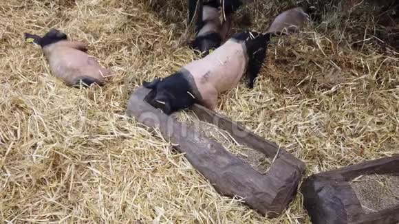 黑屁股豪华仔猪吃食品颗粒在一个木槽其他小猪睡在稻草里视频的预览图