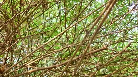在森林中生长的竹子的过度分枝视频的预览图