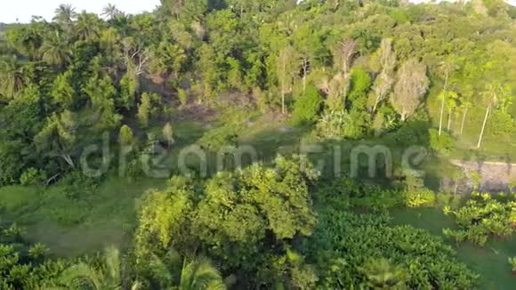 桑给巴尔群岛彭巴岛的海产养殖田山峦上的丛林茂密山峦上的树翼视频的预览图