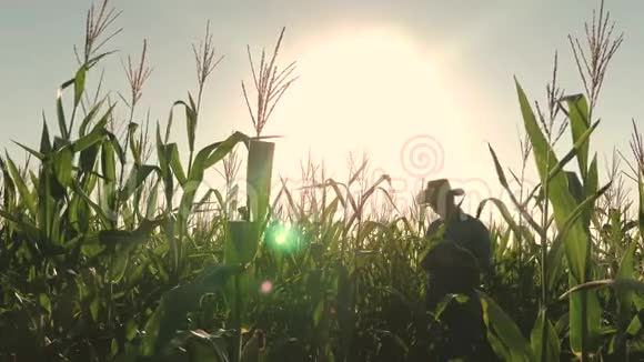 农夫在一片玉米地工作带平板电脑检查玉米地的商人农业商业的概念农学家视频的预览图