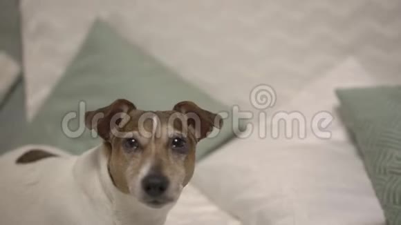 漂亮的狗有一双棕色的大眼睛和有趣的耳朵看着前方视频的预览图