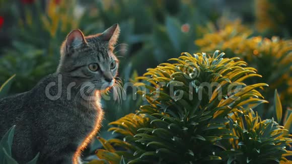 日落时可爱的小猫在花园里玩耍视频的预览图