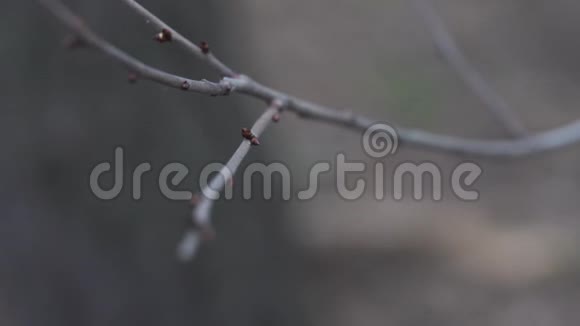 有小芽的树枝春季生长幼芽小的树枝视频的预览图
