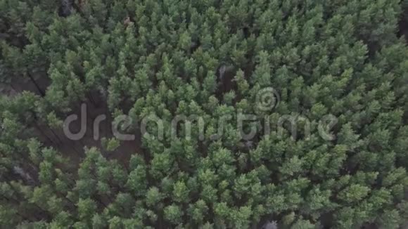 空中俯视森林从上面看森林的纹理无人驾驶飞机的视野视频的预览图