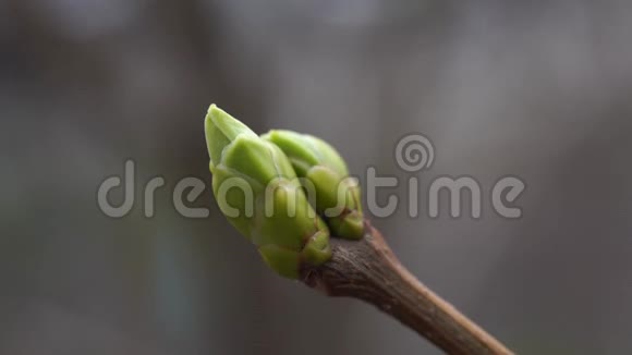 有小芽的树枝春季生长幼芽小的树枝视频的预览图