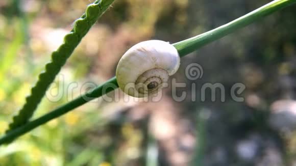 风中一只蜗牛躺在植物的茎上视频的预览图